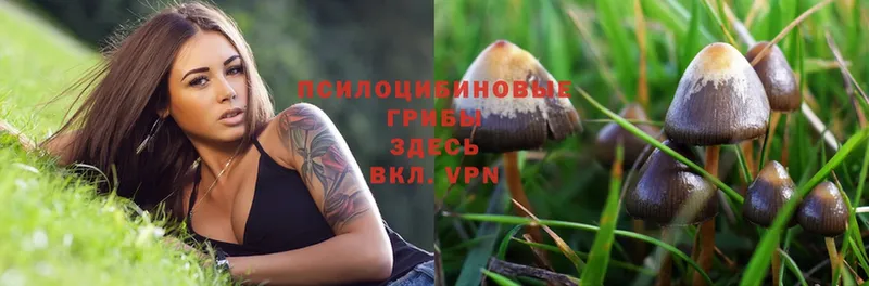 Галлюциногенные грибы Magic Shrooms  OMG tor  Холм 